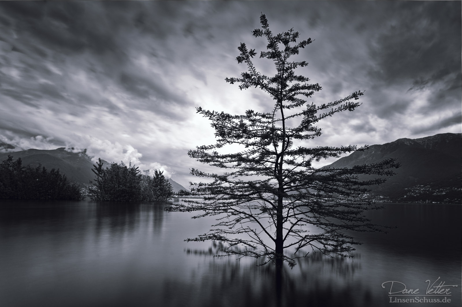 Locarno   Baum im Wasser